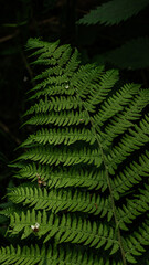 Fototapeta na wymiar A fern leaf displays its intricate pattern of fronds, highlighted by the soft play of natural light filtering through the forest canopy. 