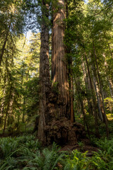 Fototapeta premium Large Burled Redwood Trunk Disappears Into The Sky
