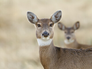 Whitetail Deer - a doe and her fawn in a meadow at twilight - sharp focus on the doe, with the fawn at distance in the background