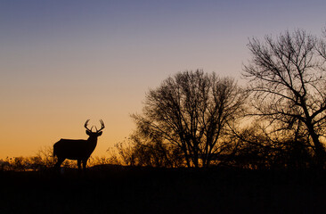 Fototapeta na wymiar Whitetail Deer - a buck silhouetted at sunset in a midwestern US landscape