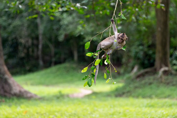 Young macaque playing on tree