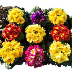 A group of colorful flowers