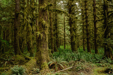 Moss Drips Down Tall Pines Toward The Fern Covered Forest Floor Below