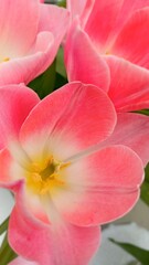 Fototapeta na wymiar pink tulips opening on the field