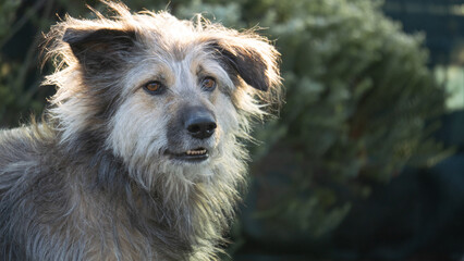 Winterlicher Hund im Garten