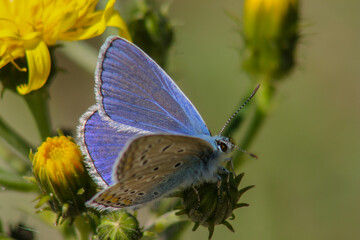The blue butterfly sits on flowers, closeup