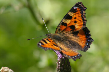 Fototapeta na wymiar The orange butterfly sits on flowers, closeup