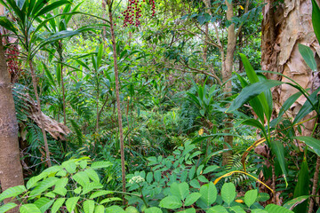 Hiking through dense tropical forest in Far North Queensland, Australia: A lush green canopy envelops the trail, alive with the vibrant chatter of tropical wildlife.