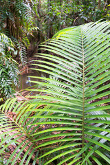 Hiking through dense tropical forest in Far North Queensland, Australia: A lush green canopy...