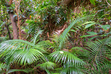 Hiking through dense tropical forest in Far North Queensland, Australia: A lush green canopy...