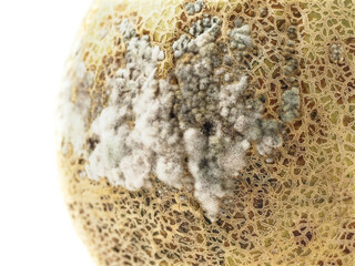 Rotten melon with fungus on white background. Organic agriculture product. Cantaloupe with mold....