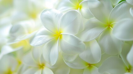 A close up of a bunch of white flowers
