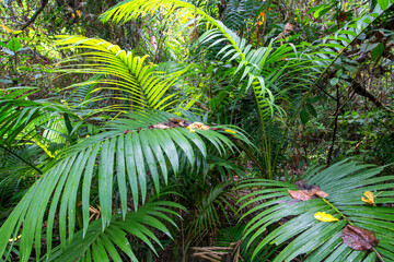 Hiking through dense tropical forest in Far North Queensland, Australia: A lush green canopy...