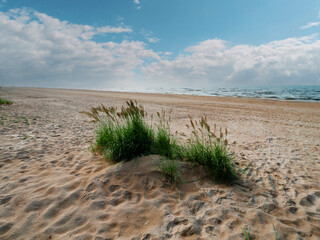 Green grass grows on sandy beach by blue sea, cloudy sky in the background. Jurmala area, Latvia, Tourist landmark with fresh air and stunning nature view.