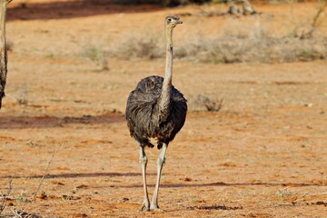 Naklejka premium Neugieriger Strauß