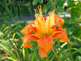 Obraz premium Orange flower in the sunshine