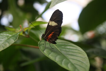 A close up on a black and red butterfly