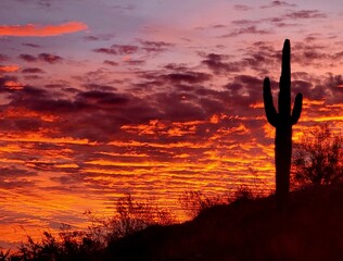 Sunrise in the Sonoran Desert 