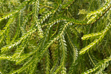 Discover the intricate beauty of Edge Hill's botanical garden in Queensland, where vibrant flora paints a picture of natural splendor.