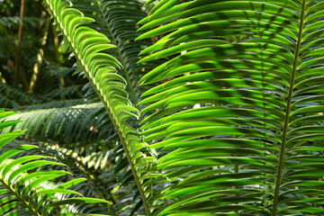 Obraz premium Ferns and tropical plants bask in golden sunlight: Lush foliage glows with warm hues, creating a magical atmosphere in the tropical paradise.