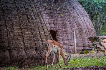 Deer grazing peacefully in the camp in Mlilwane National Park in Eswatini
