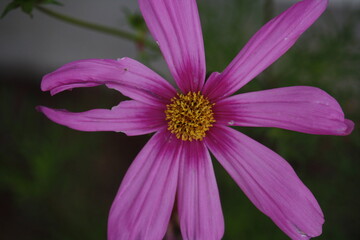 Obraz premium Purple yellow flower with broken petal