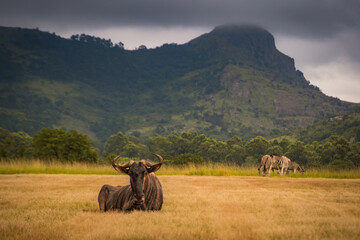 Wildebeest and zebras in Mlilwane National Park in Eswatini