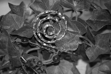 black and white spiral in the leaves