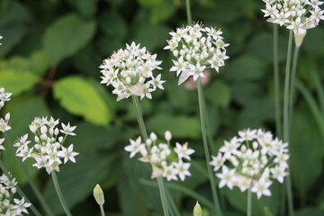 White flowers in a garden