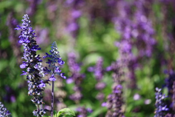 Obraz premium lavender flowers in the garden