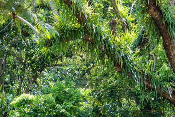 Discover the intricate beauty of Edge Hill's botanical garden in Queensland, where vibrant flora paints a picture of natural splendor.