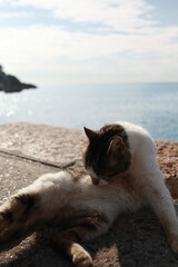 cat on the beach
