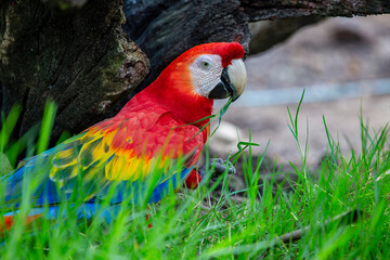 Closeup face of red macaw parrot bird, wild bird in nature