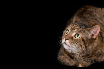 A portrait of a tabby cat captures the essence of feline grace and charm, with its distinctive...
