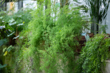 Foxtail asparagus fern plants in pots on windowsill at home gardening. Asparagus densiflorus growing in greenhouse.  © DimaBerlin