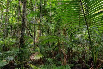 Walking a boardwalk through dense rainforest in Far North Queensland, Australia: Immersed in lush...
