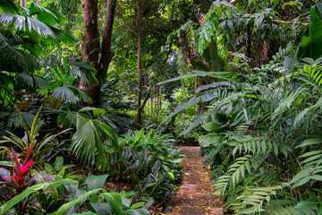 Hiking through dense jungle (rainforest) in the Cairns region, Far North Queensland, Australia: A...