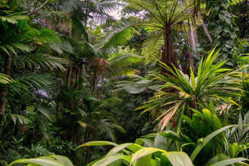 Hiking through dense jungle (rainforest) in the Cairns region, Far North Queensland, Australia: A...