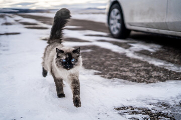 Fluffy Siamese Cat Next to Car on Snowy Road Cold Blue Eyes Ice