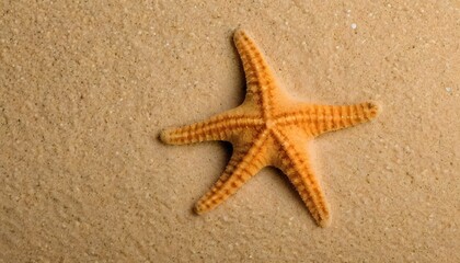 starfish on the beach