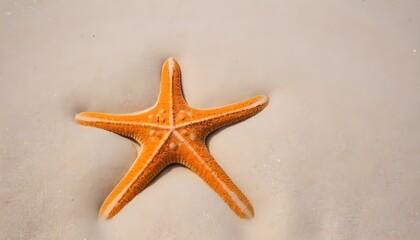 Fototapeta na wymiar starfish on the beach