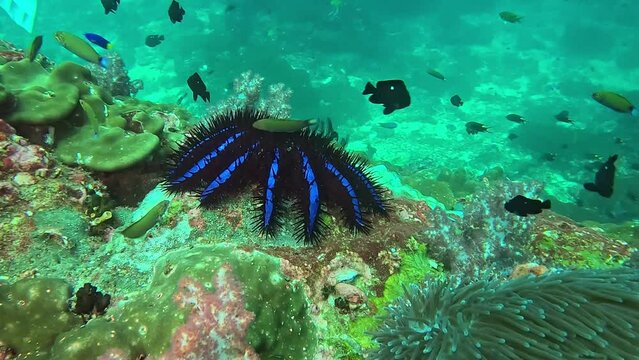 A stunning Acanthaster, also known as the Crown-of-Thorns starfish, is seen devouring a coral reef, a natural but concerning spectacle due to its impact on coral health.