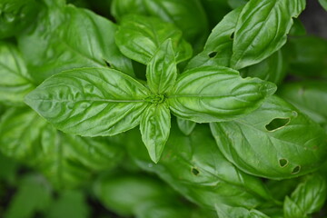 green basil leaf texture as a background, basil leaves closeup, green background basil leaf texture, growing basil in the garden, sustainable development in food	