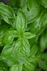 green basil leaf texture as a background, basil leaves closeup, green background basil leaf texture, growing basil in the garden, sustainable development in food	