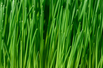 Green wheat sprouts with water drops