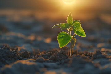 Banner of young plant growing in the morning light on blurred nature background. Seedling growing in the soil with sunlight. Green world and Earth day concept. Ecology and ecological balance