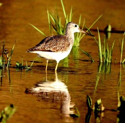 Greater Yellowlegs in Salt River