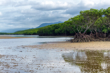 South of Port Douglas, Queensland, Australia, a picturesque beach is lined with mangrove trees, offering coastal serenity and biodiversity