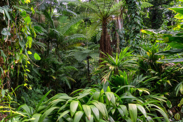 Hiking through dense jungle (rainforest) in the Cairns region, Far North Queensland, Australia: A lush canopy envelopes the trail, alive with the symphony of tropical wildlife.