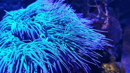 Sealife. Coral Reef Live In The Water Spotted by Blue Light. 